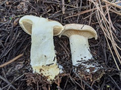 Agaricales