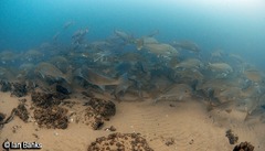 Argyrosomus japonicus