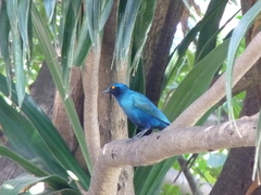 Lamprotornis chalybaeus