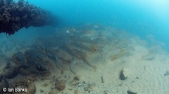 Argyrosomus japonicus