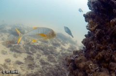 Gnathanodon speciosus
