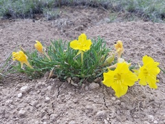 Oenothera lavandulifolia