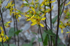 Ligularia thomsonii