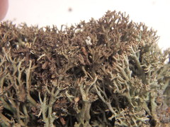 Cladonia stygia