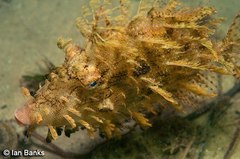 Chaetodermis penicilligerus