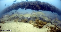 Argyrosomus japonicus