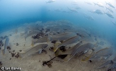 Argyrosomus japonicus