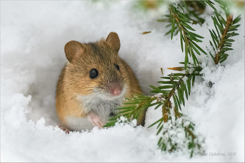 Striped Field Mouse, Северо-Восточный административный округ, Москва, Россия, photo 7 of 10