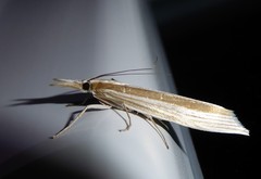 Orocrambus angustipennis