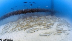 Argyrosomus japonicus