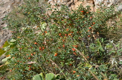 Lonicera olgae