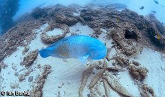 Choerodon schoenleinii