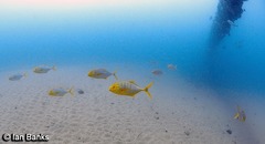 Gnathanodon speciosus
