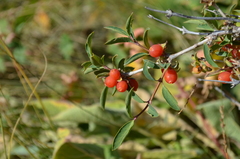 Lonicera olgae