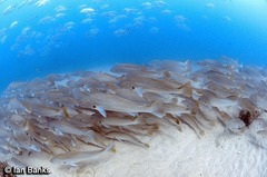 Argyrosomus japonicus