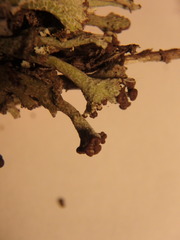 Cladonia cariosa