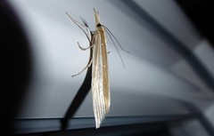 Orocrambus angustipennis
