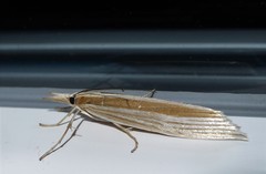 Orocrambus angustipennis