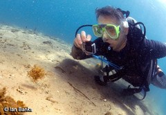 Chaetodermis penicilligerus