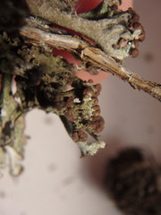 Cladonia cariosa