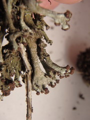 Cladonia cariosa