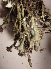 Cladonia cariosa