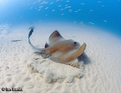Banana-Tail Ray photo 5