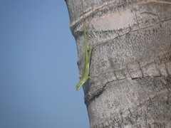 Anolis porcatus