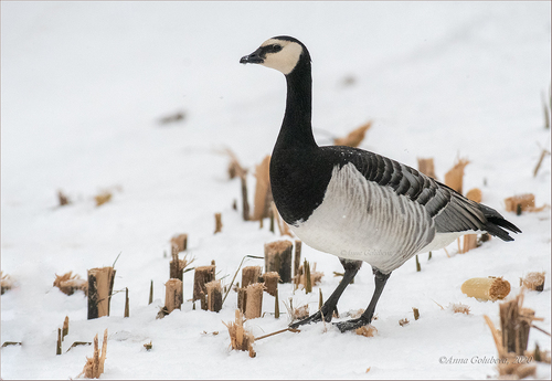Barnacle Goose