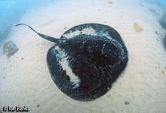 Taeniurops meyeni