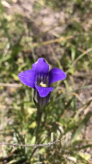 Gentianopsis holopetala