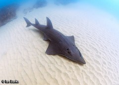 Rhynchobatus australiae