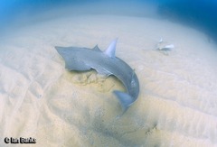 Rhynchobatus australiae