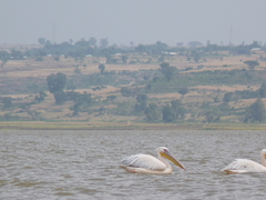 Pelecanus onocrotalus