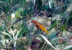 Parupeneus barberinoides