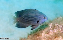 Blue-Scribbled Damselfish photo 5