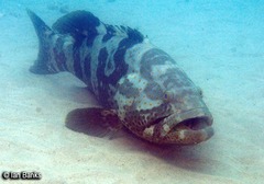Epinephelus coioides