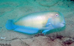 Iniistius jacksonensis