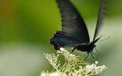Papilio dialis