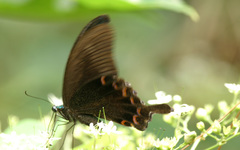 Papilio dialis