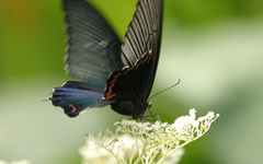 Papilio dialis