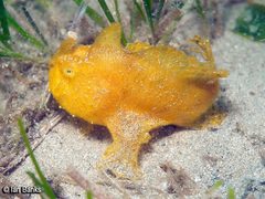 Striated Frogfish photo 2
