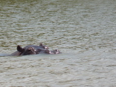 Hippopotamus amphibius