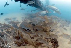 Argyrosomus japonicus