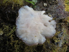 Kaburakia excelsa