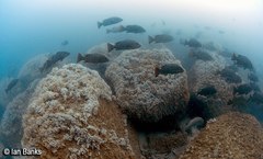 Lutjanus argentimaculatus