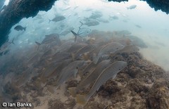 Argyrosomus japonicus