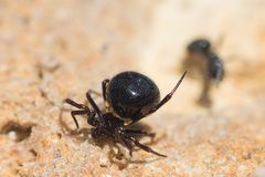 Euryopis episinoides