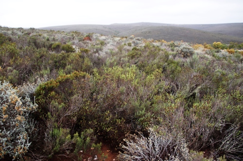 Image of Oedera uniflora by (c) Tony Rebelo, some rights reserved (CC BY-SA)