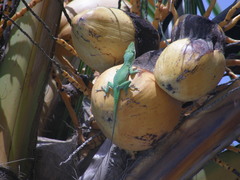 Anolis porcatus